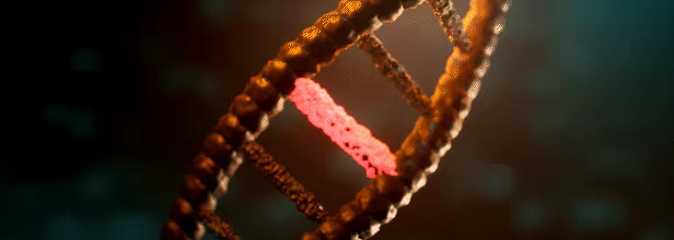ADAPTATION video 2