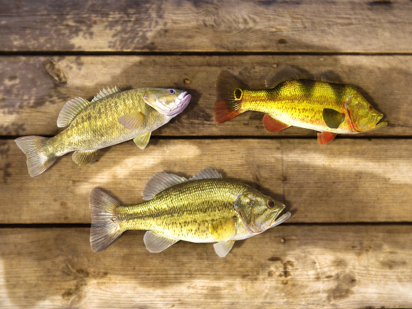 Fishing Planet screenshot #15