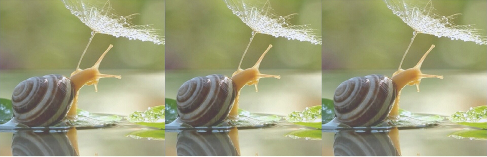 hgmGame-snail