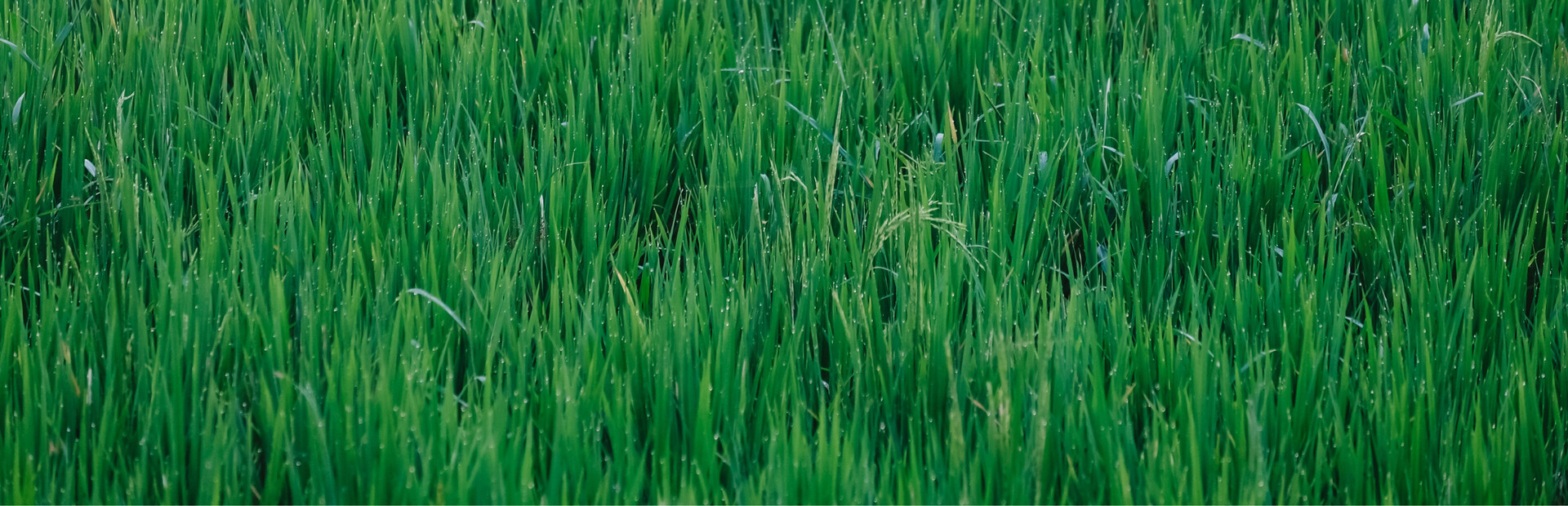 Grass Toucher
