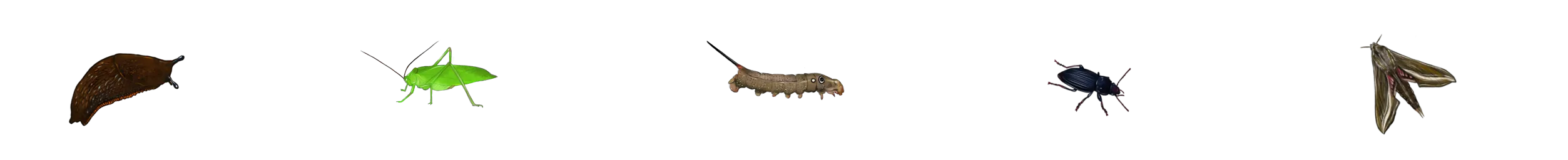 Insects