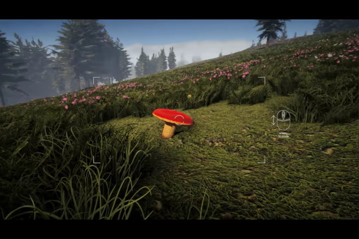 Forager's Finds video 2