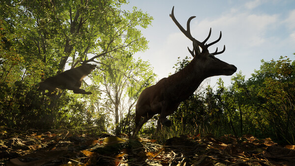 Forest Doesn’t Care.