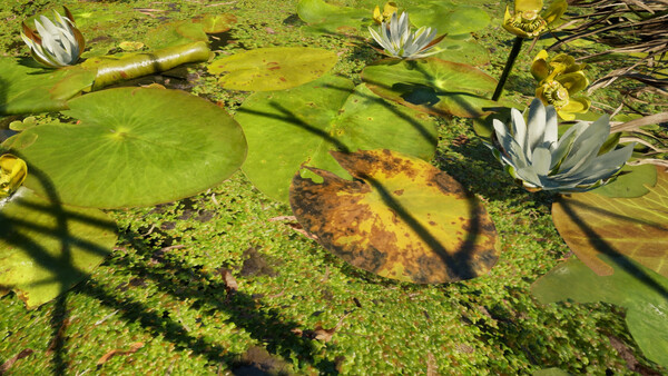 Forest Doesn’t Care.