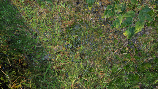 Forest Doesn’t Care.