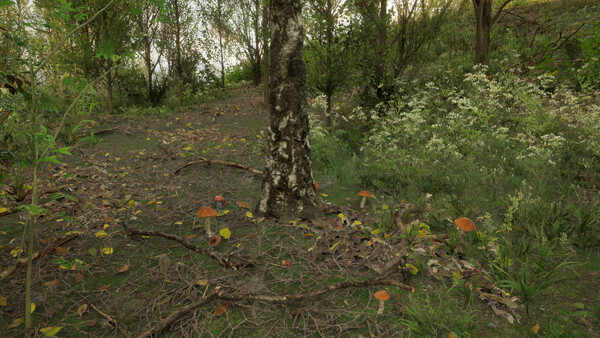 Forest Doesn’t Care.