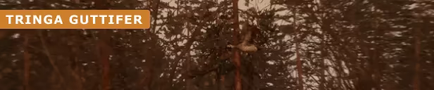 BULT: Hunting simulator video 7