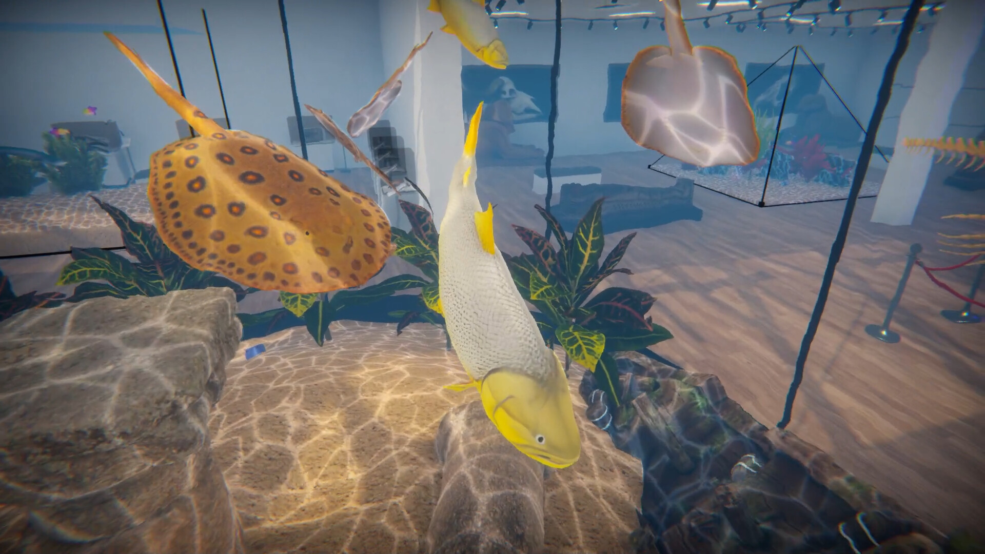 Aquarist - American Fish DLC Screenshot Thumbnail 2