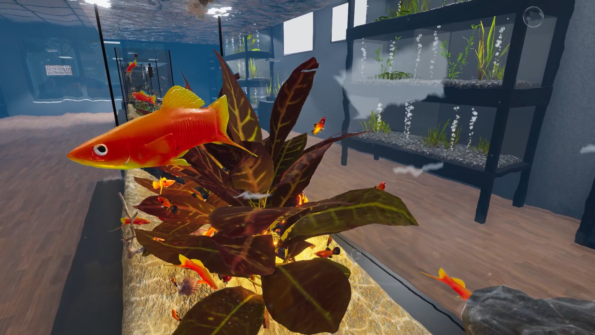 Aquarist - American Fish DLC Screenshot Thumbnail 5