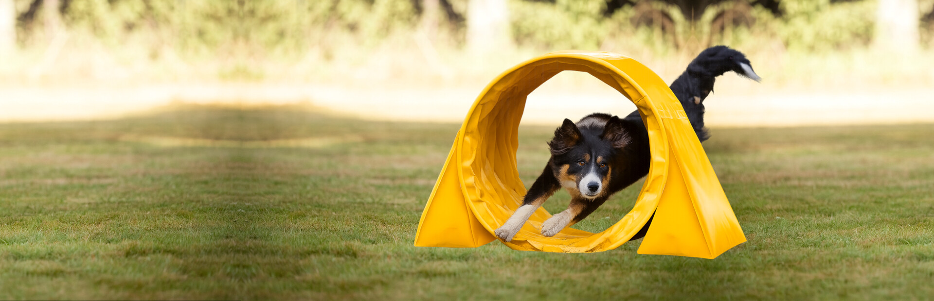 Agility Game