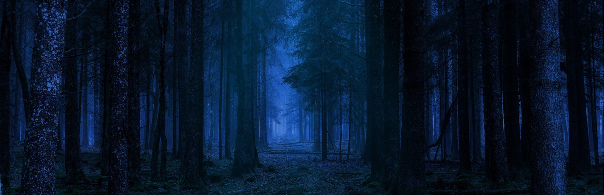 Forest of Fear - Into the Woods