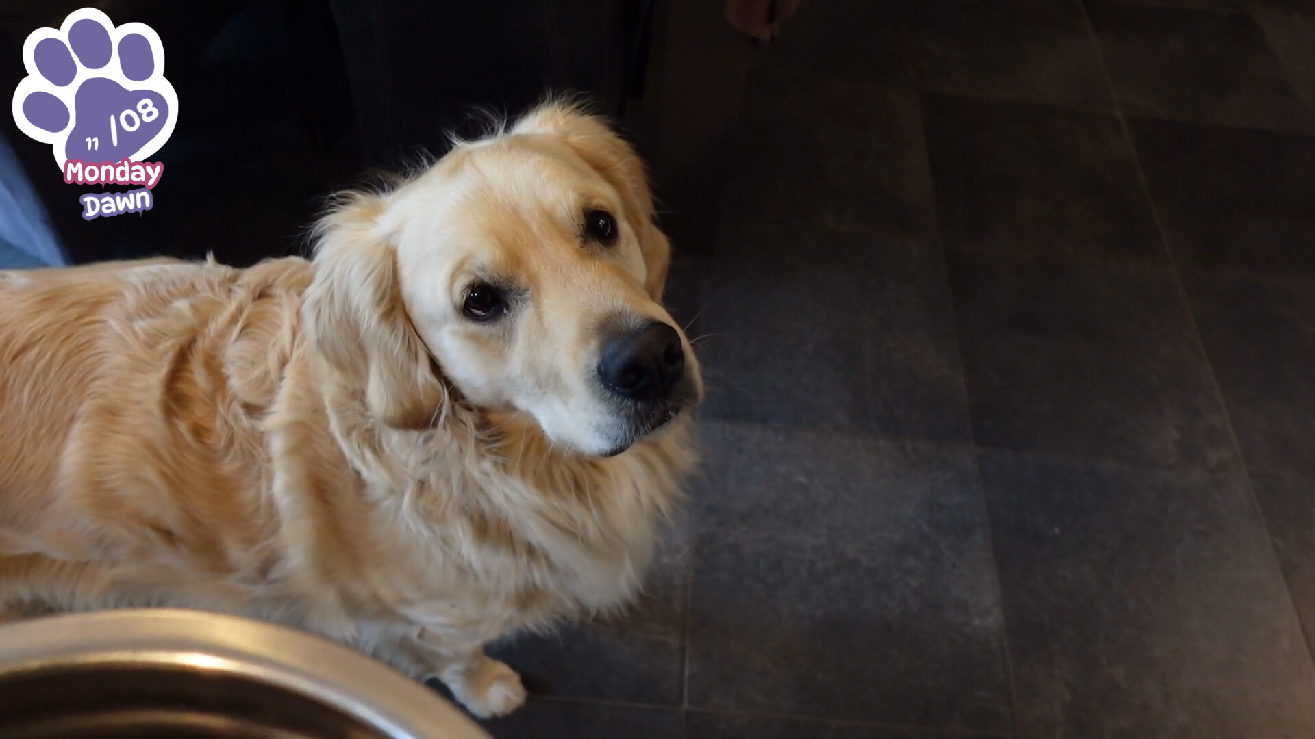Golden Retriever Simple Life screenshot 9