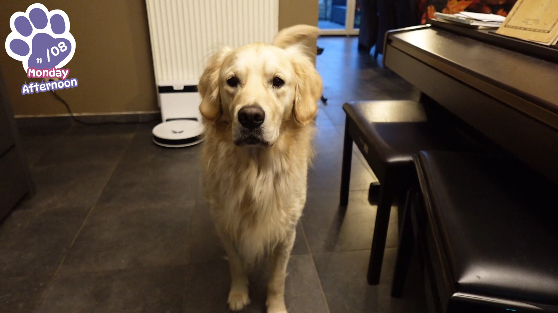 Golden Retriever Simple Life screenshot 7