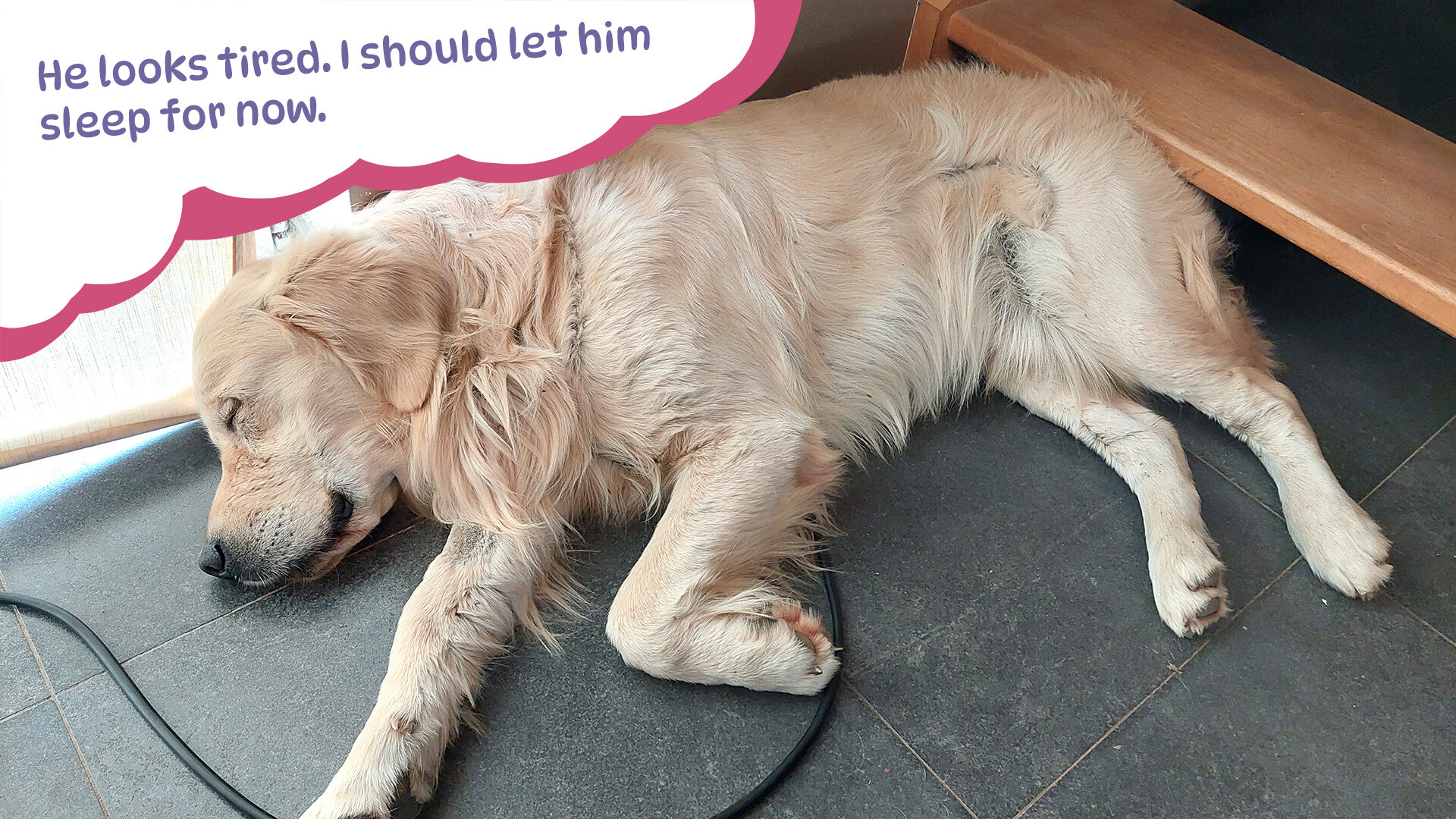 Golden Retriever Simple Life