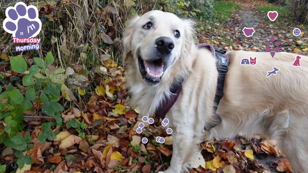 Golden Retriever Simple Life screenshot 5
