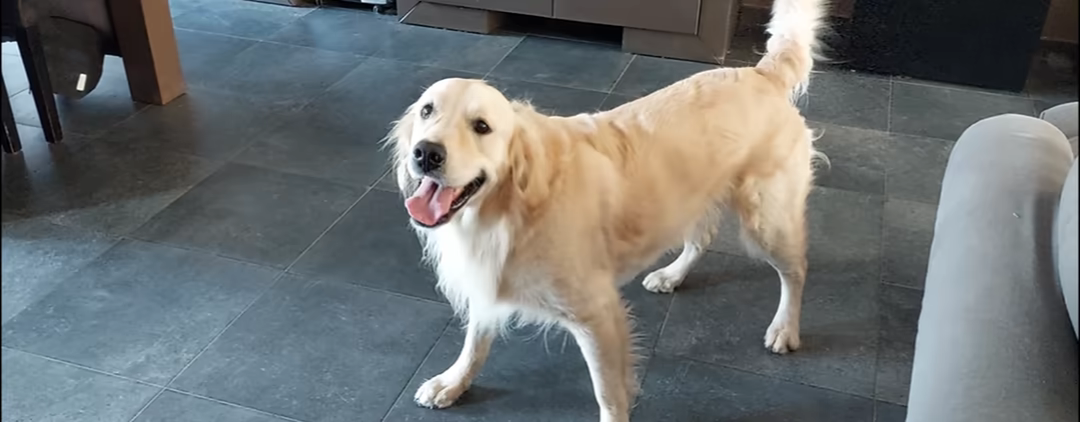 Golden Retriever Simple Life video 2