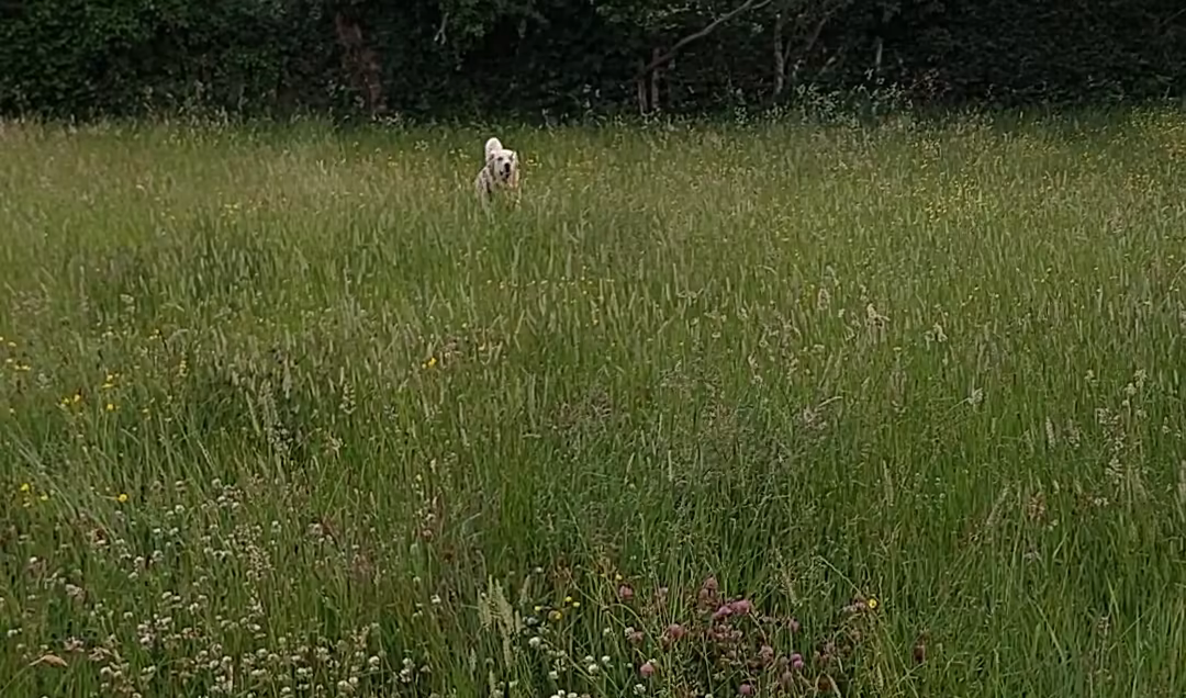 Golden Retriever Simple Life video 1