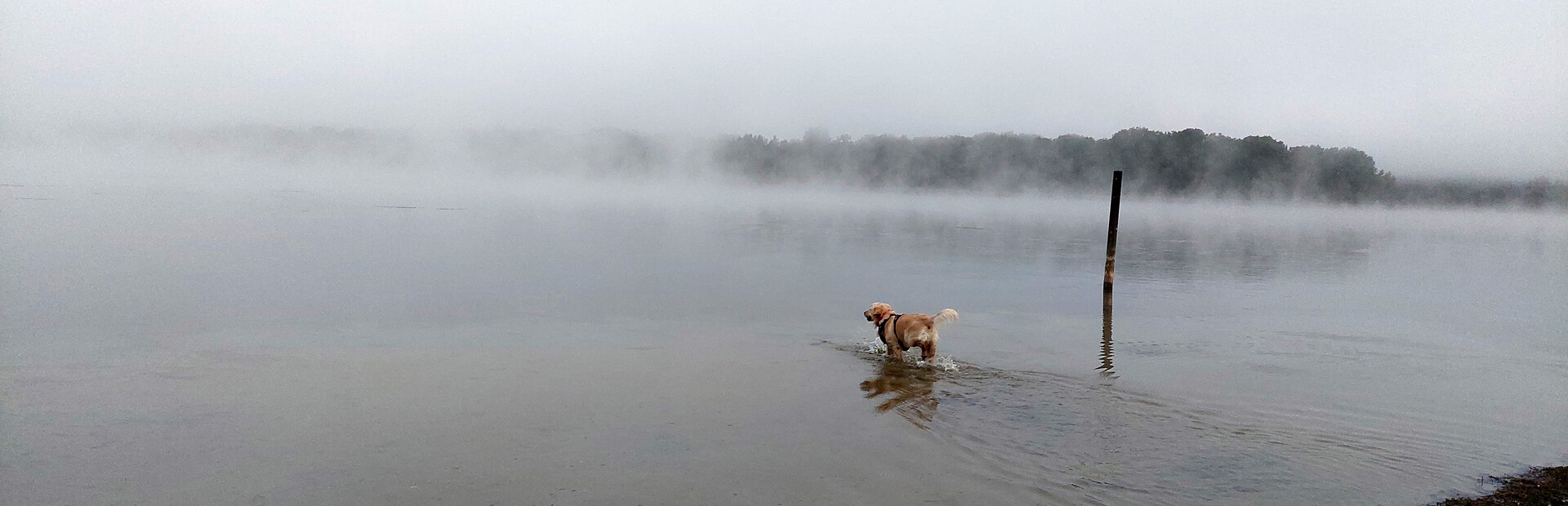 Golden Retriever Simple Life