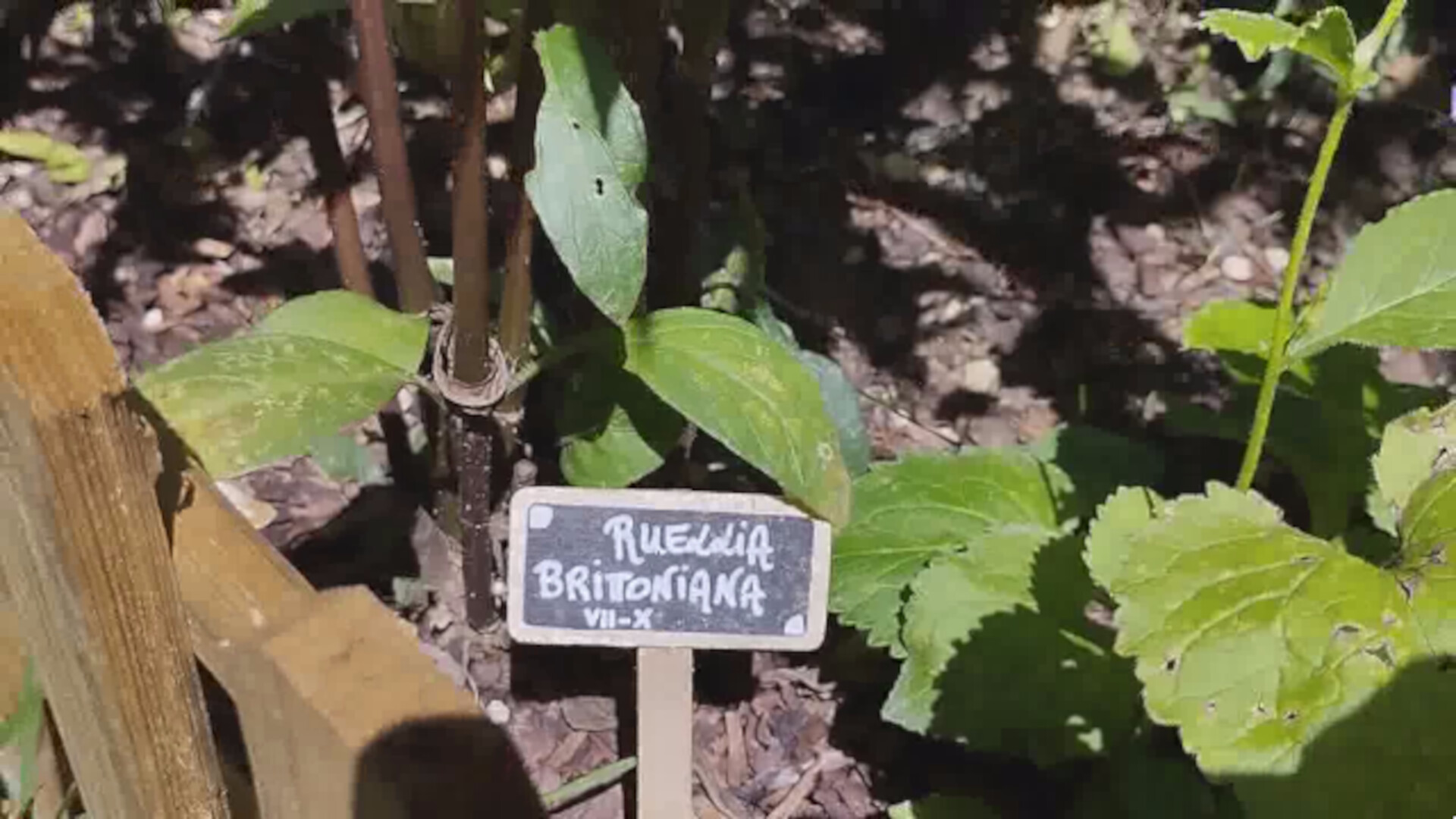 Our Metal Bowl screenshot #4