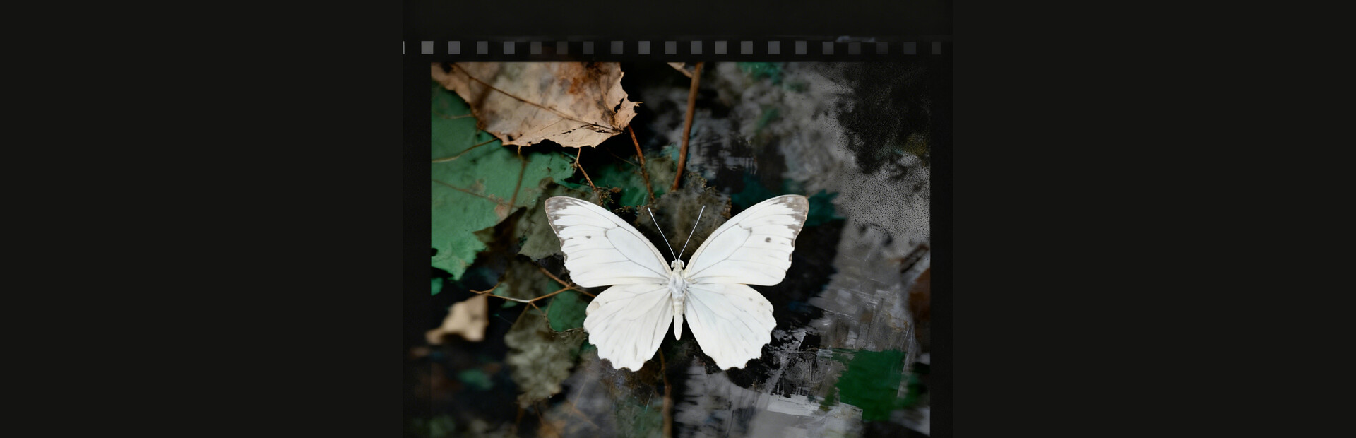 Easy Jigsaw Puzzle