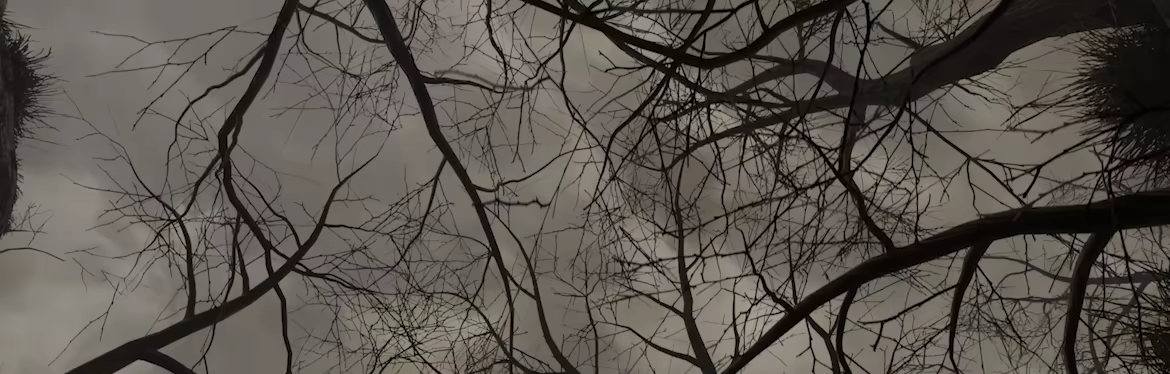 Dear Lamb video 3