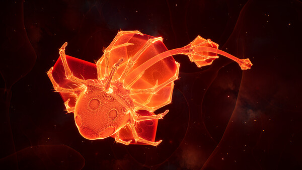 Lifecycles of the Traveler Spider