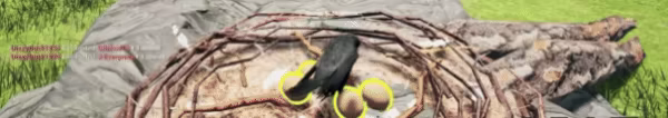 Birds of War video 3