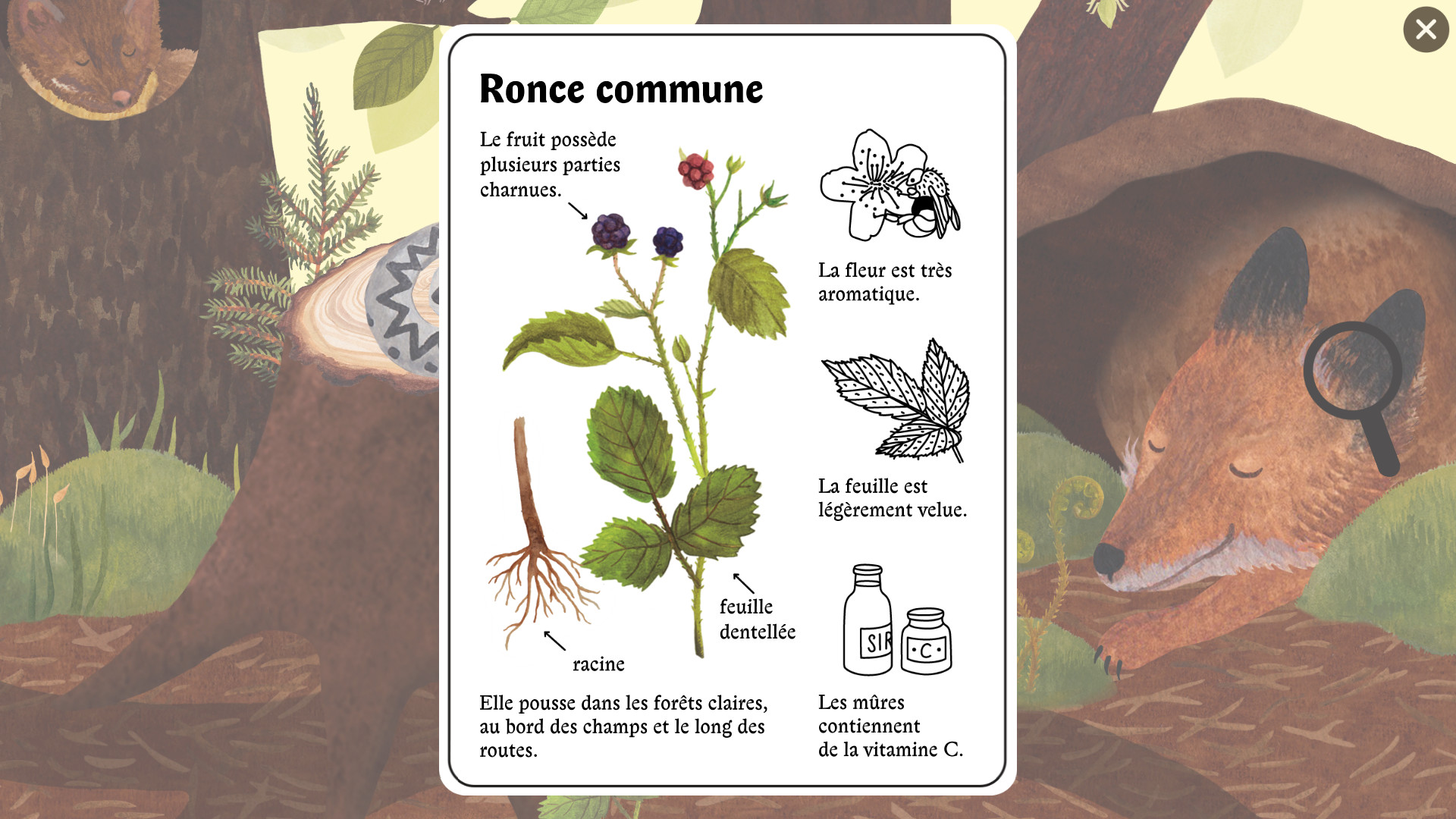 Little Mouse's Encyclopedia