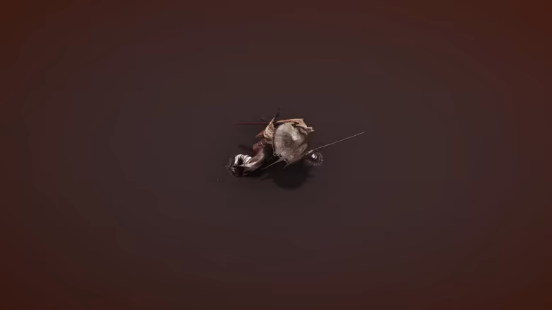 Sura video 2