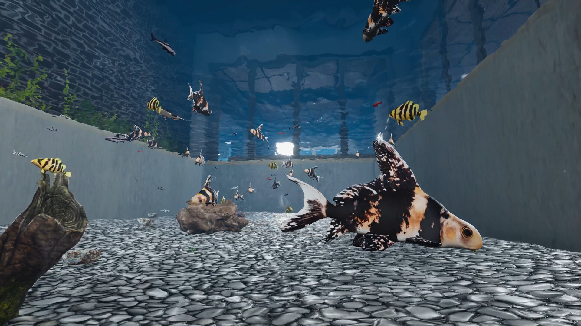 Aquarist - Asian Fish DLC Screenshot Thumbnail 3