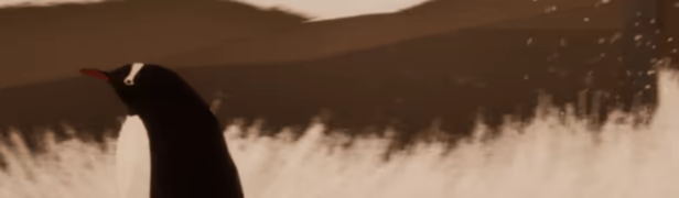 But Why? video 4