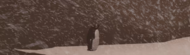 But Why? video 2