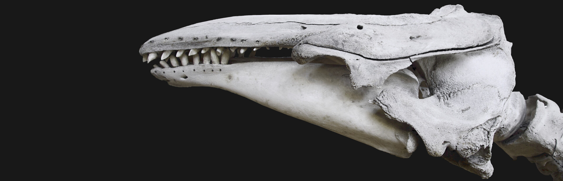 The Black Whale