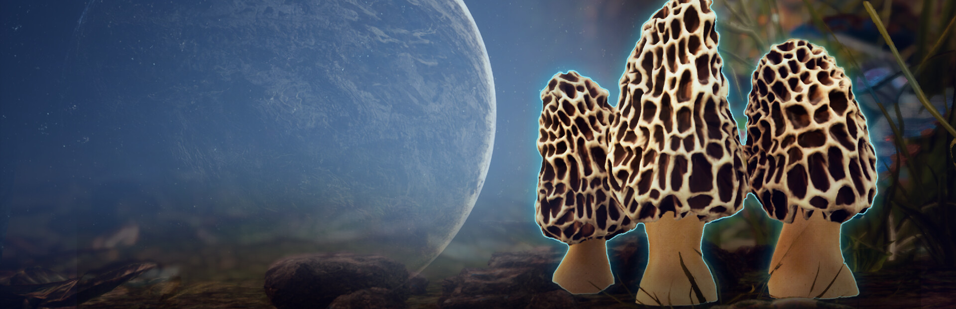 Morels: Out of this World