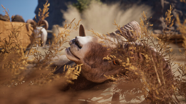 Ram Fights