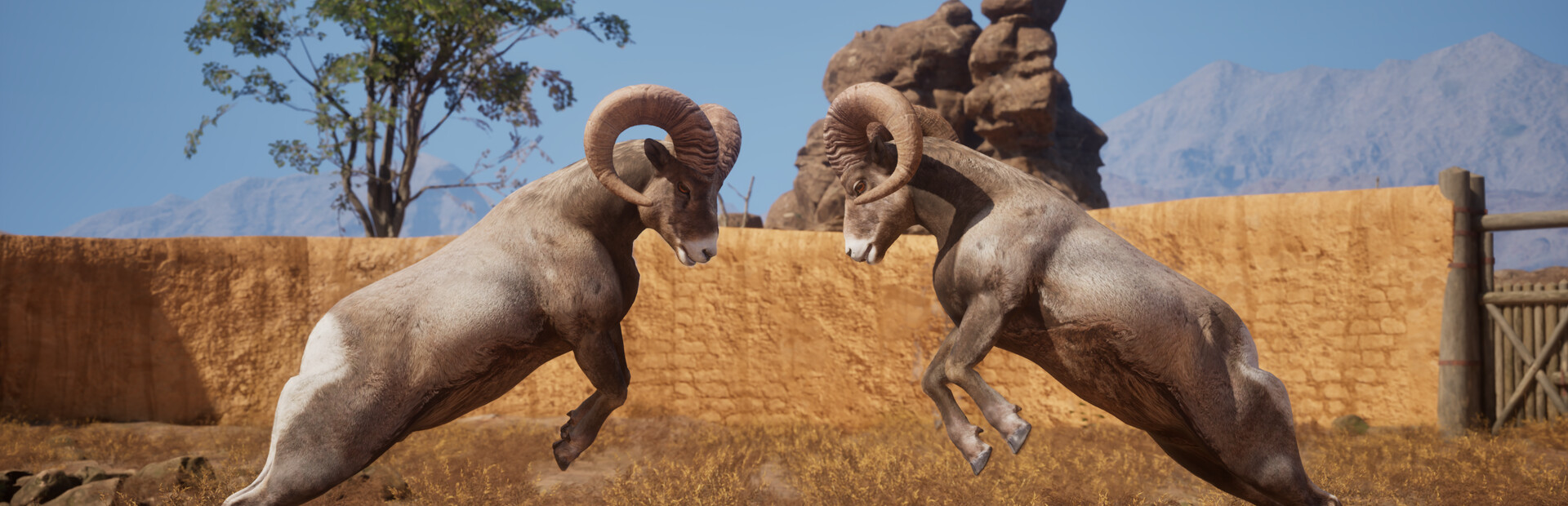 Ram Fights