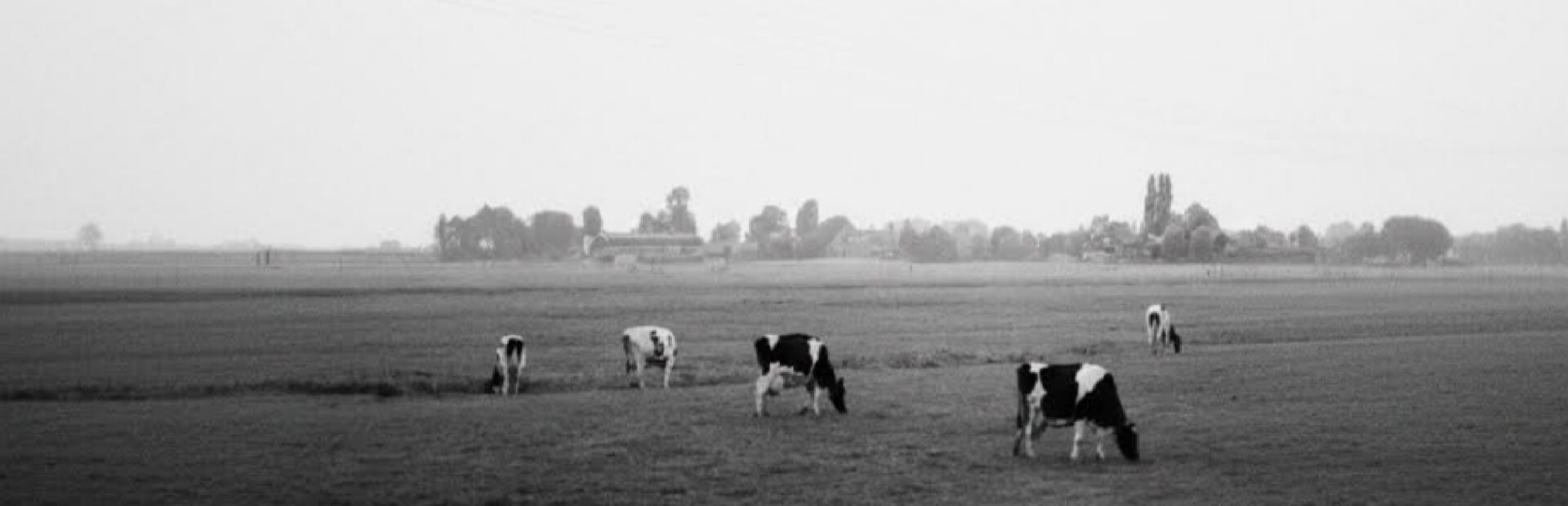 Land Of Opportunities