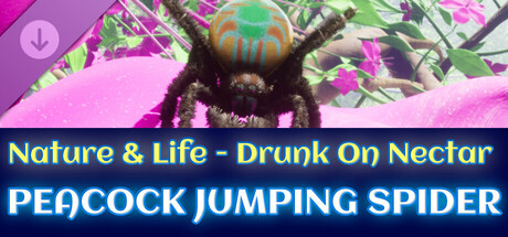 Peacock Jumping Spider - Drunk On Nectar banner image