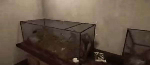 Lurking video 1