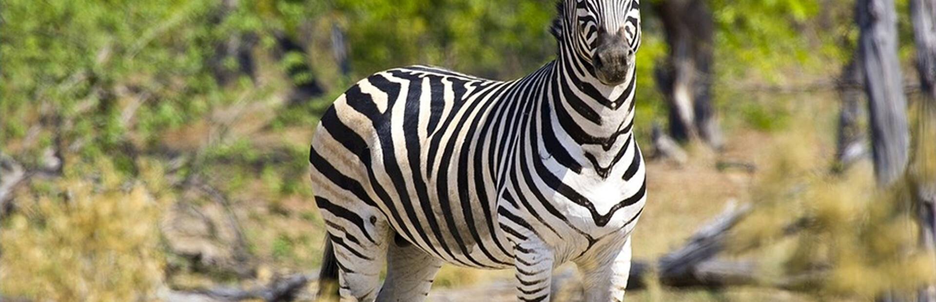 ZebraPuzzle.hgm