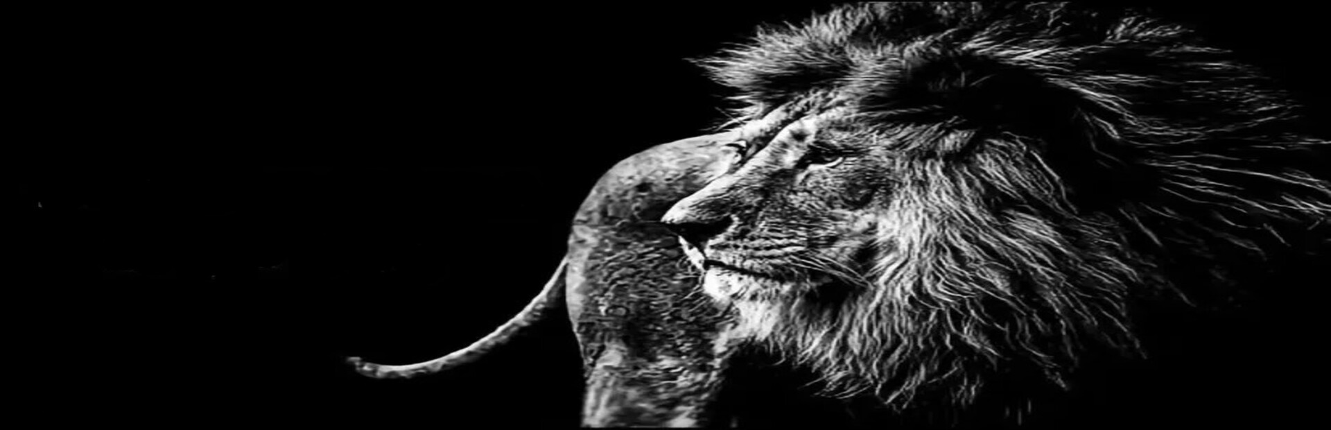 The Lion Gambles Everything He Owns