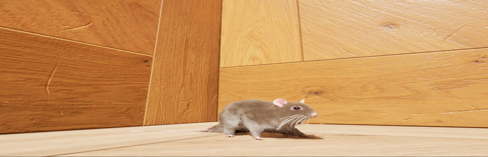 Labyrinth of Whiskers