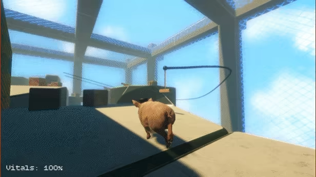 Pig King video 3