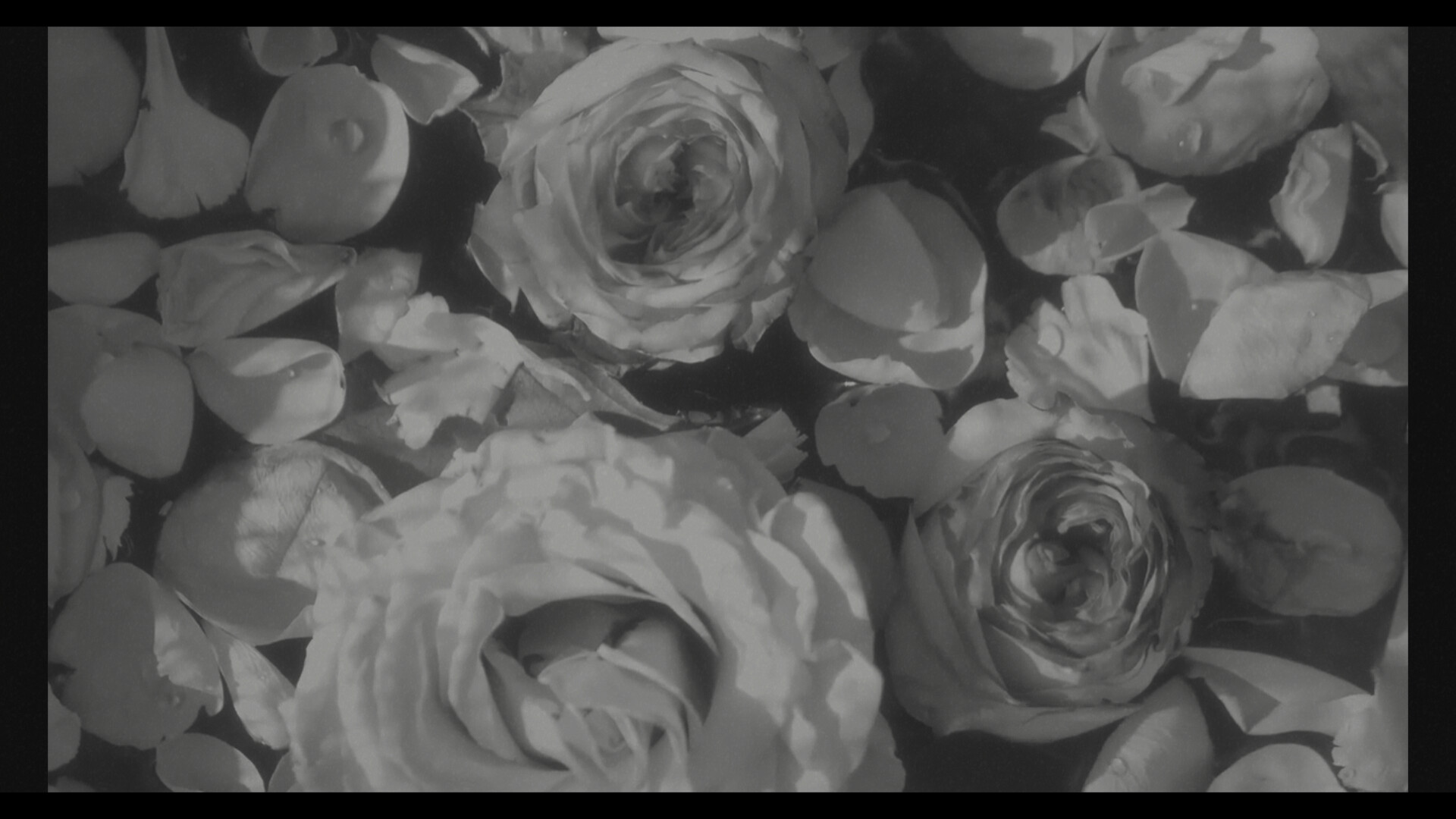 Divinuet screenshot #5