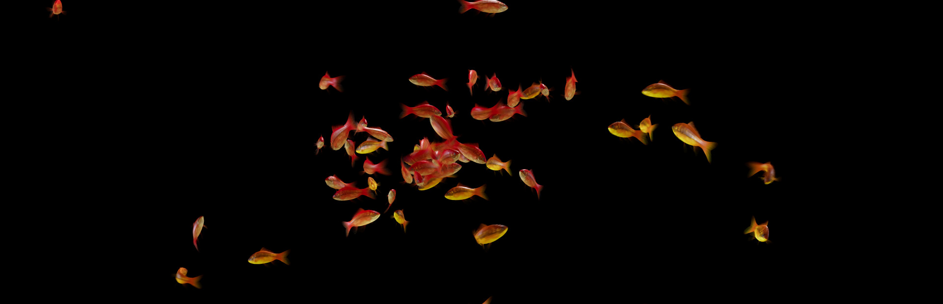 Goldfish Simulator