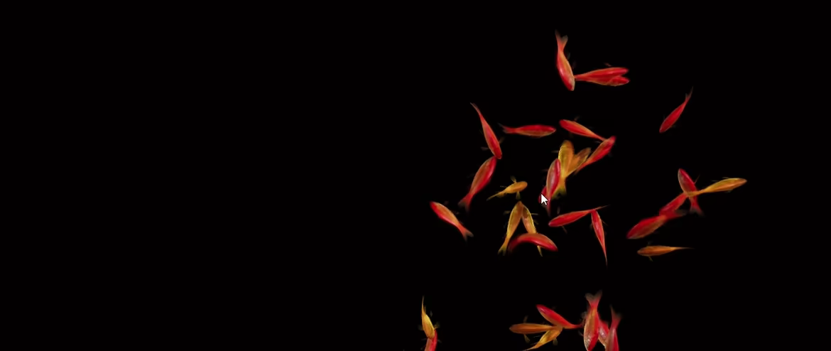 Goldfish Simulator video 4