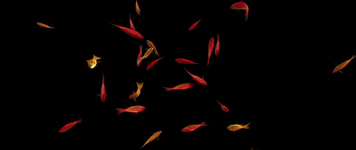 Goldfish Simulator video 5