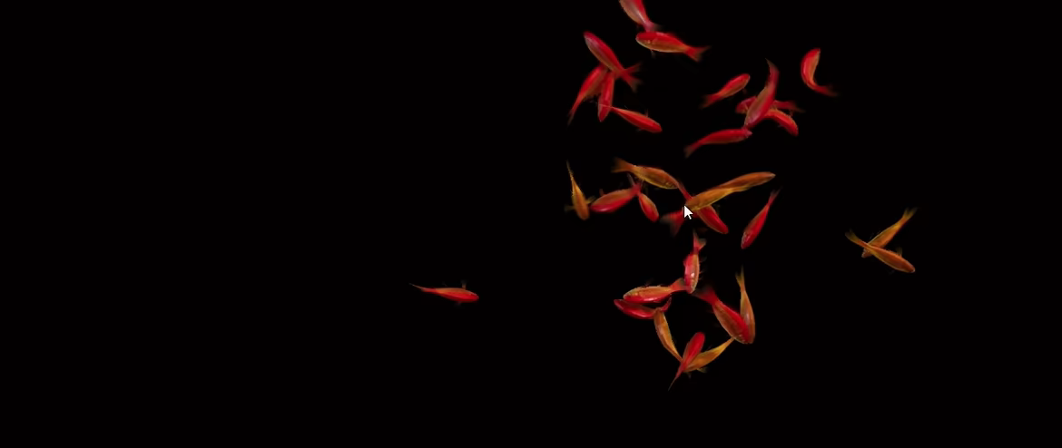 Goldfish Simulator video 3