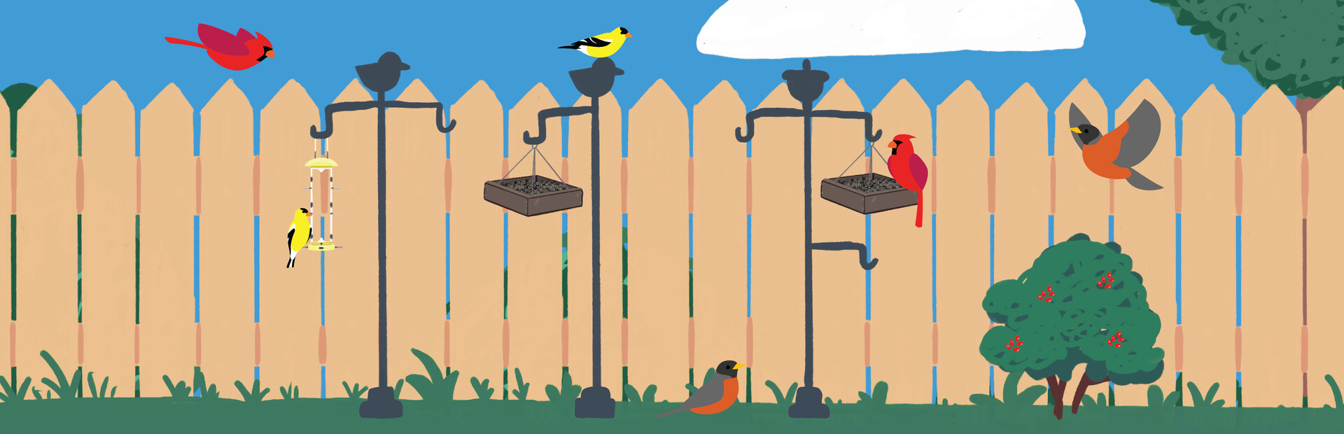 Backyard Birdwatching