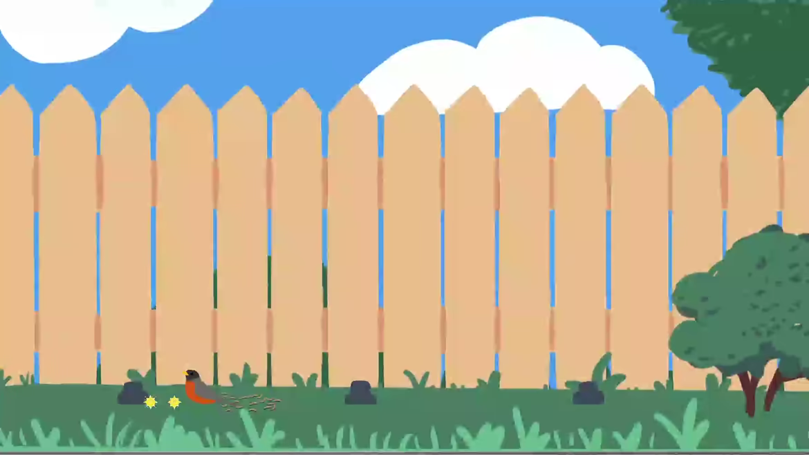 Backyard Birdwatching video 2